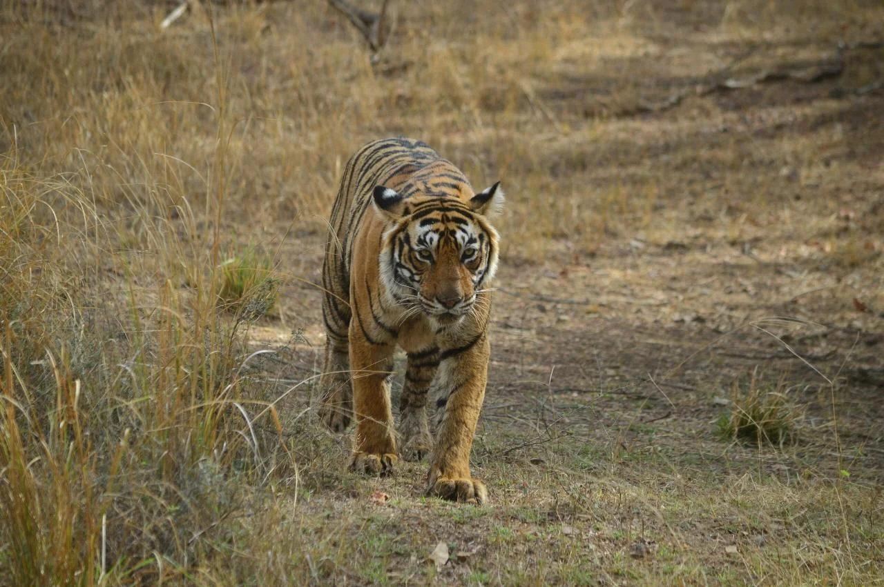 Rajasthan Wildlife Uttar Pradesh Tour Package