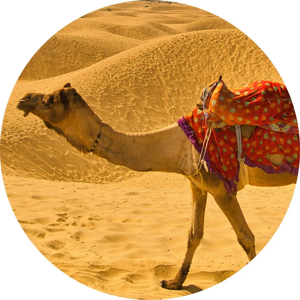 Desert Safari Tours